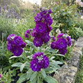 Violet Matthiola Flower seeds for Planting Sun Loving, Heirloom & GMO Free Seeds for Home Garden seeds for planting