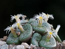 Premium Green Conophytum Obcordellum Flower seeds for Planting Perfect for Borders, Heirloom & GMO Free Seeds for Home Garden seeds
