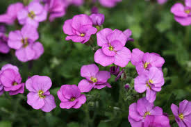 Soft Pink Rock Cress Flower seeds for Planting - Colorful Display, Heirloom & GMO Free Seeds for Home Garden