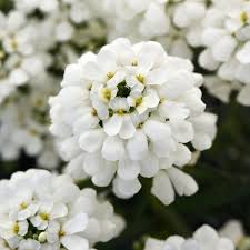Iberis Sempervirens Flower seeds for Planting Cut Flower Favorite, Heirloom & GMO Free Seeds for Home Garden seeds for planting