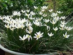 Premium Zephyranthes Candida Flower seeds for Planting Shade Tolerant, Heirloom & GMO Free Seeds for Home Garden seeds