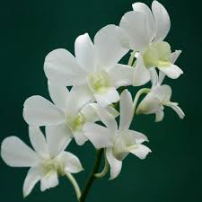 High quality White Dendrobium Flower seeds for Planting Easy to Grow, Heirloom & GMO Free Seeds for Home Garden seeds pack