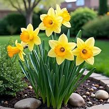 Daffodils Flower seeds for Planting Low Maintenance, Heirloom & GMO Free Seeds for Home Garden seeds for planting