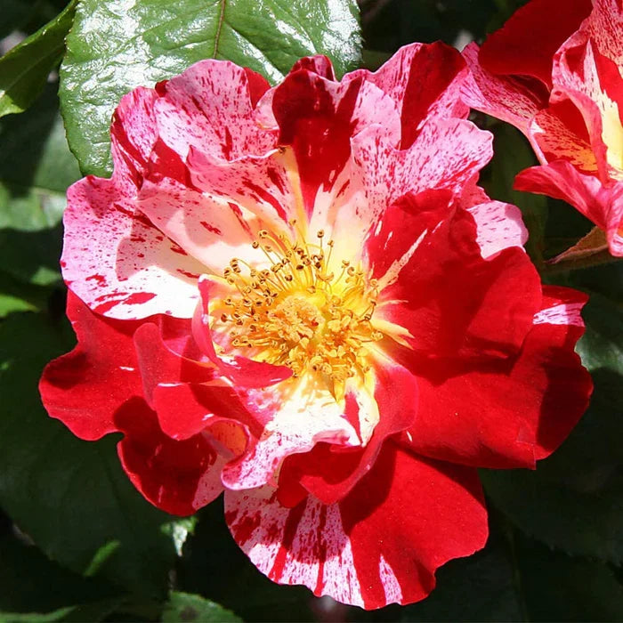 Red & White Climbing Rose Non GMO Heirloom Garden Seeds Flower seeds for Planting Wildflower Mix, Heirloom & GMO Free Seeds for Home Garden seeds for planting