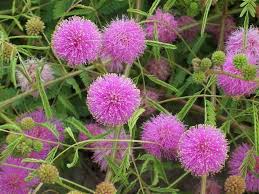 Lavender Mimosa Pudica Flower seeds for Planting Easy to Grow, Heirloom & GMO Free Seeds for Home Garden seeds for planting