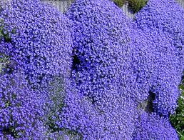 Premium Aubrieta Perennial Flower seeds for Planting Garden Favorite, Heirloom & GMO Free Seeds for Home Garden seeds