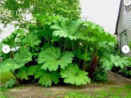 Giant Rhubarb (Gunnera Manicata) seeds for Planting - Long Bloom Season, Heirloom & GMO Free Seeds for Home Garden