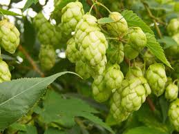 Premium Green Humulus Lupulus Flower seeds for Planting Cut Flower Favorite, Heirloom & GMO Free Seeds for Home Garden seeds