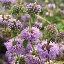 Fresh Purple Pulegium Flower seeds for Planting Sun Loving, Heirloom & GMO Free Seeds for Home Garden planting seeds