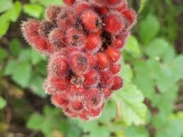 Red Rhus Aromatica Flower seeds for Planting Cottage Garden Essential, Heirloom & GMO Free Seeds for Home Garden vegetable and garden seeds