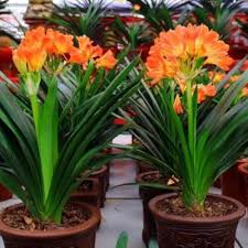 Clivia Flower seeds for Planting - Pollinator Friendly, Heirloom & GMO Free Seeds for Home Garden