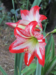 Red White Amaryllis Flower seeds for Planting Premium Quality, Heirloom & GMO Free Seeds for Home Garden vegetable and garden seeds