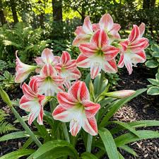 High quality Red White Amaryllis Flower seeds for Planting Premium Quality, Heirloom & GMO Free Seeds for Home Garden seeds pack