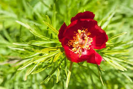 High quality Paeonia Tenuifolia Flower seeds for Planting Shade Tolerant, Heirloom & GMO Free Seeds for Home Garden seeds pack