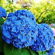 Deep Blue Hydrangea Flower seeds for Planting - Pollinator Friendly, Heirloom & GMO Free Seeds for Home Garden