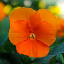 Premium Orange Viola Sorbet Flower seeds for Planting Fragrant Blossoms, Heirloom & GMO Free Seeds for Home Garden seeds