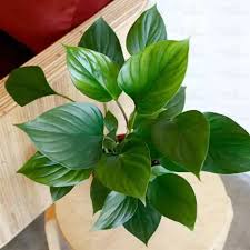 High quality Green Homalomena Flower seeds for Planting Garden Favorite, Heirloom & GMO Free Seeds for Home Garden seeds pack