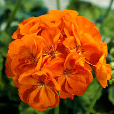 Premium Orange Geranium Zonal Flower seeds for Planting Sun Loving, Heirloom & GMO Free Seeds for Home Garden seeds