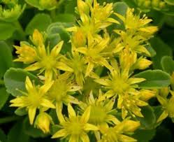 Premium Yellow Aizoon Flower seeds for Planting Perfect for Borders, Heirloom & GMO Free Seeds for Home Garden seeds