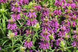 High quality Violet Citriodora Flower seeds for Planting Compact Growth, Heirloom & GMO Free Seeds for Home Garden seeds pack