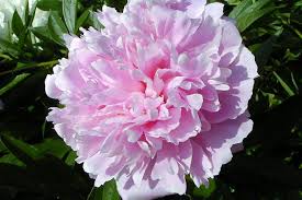 Fresh Pink Paeonia Flower seeds for Planting Vibrant Colors, Heirloom & GMO Free Seeds for Home Garden planting seeds