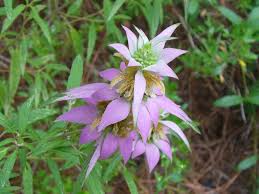Purple Monarda Punctata Flower seeds for Planting Seasonal Bloomer, Heirloom & GMO Free Seeds for Home Garden seeds for home gardening