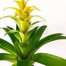 Yellow Bromeliad Tillandsia Bulbosa Flower Seeds for Planting – Heirloom, Non-GMO, Organic Garden Seeds