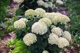 Invincibelle Limetta' Hydrangea Flower seeds for Planting Cut Flower Favorite, Heirloom & GMO Free Seeds for Home Garden seeds for planting