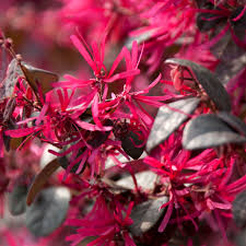 Premium Red Loropetalum Flower seeds for Planting Vibrant Colors, Heirloom & GMO Free Seeds for Home Garden seeds