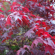 Red Laceleaf Tree Seeds Planting