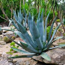 Fresh Silver Agave Flower seeds for Planting Hardy Variety, Heirloom & GMO Free Seeds for Home Garden planting seeds