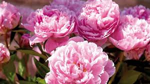 Pink Paeonia Flower seeds for Planting Vibrant Colors, Heirloom & GMO Free Seeds for Home Garden seeds for home gardening