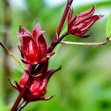 Roselle Flower seeds for Planting Low Maintenance, Heirloom & GMO Free Seeds for Home Garden vegetable and garden seeds