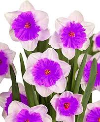 Violet White Daffodils Flower seeds for Planting Fragrant Blossoms Heirloom & GMO Free Seeds for Home Garden