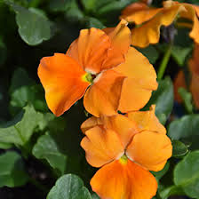 High quality Orange Viola Sorbet Flower seeds for Planting Fragrant Blossoms, Heirloom & GMO Free Seeds for Home Garden seeds pack