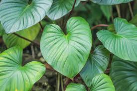Green Homalomena Flower seeds for Planting Garden Favorite, Heirloom & GMO Free Seeds for Home Garden vegetable and garden seeds