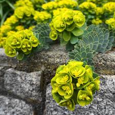 Green Euphorbia Myrsinites Flower seeds for Planting Cut Flower Favorite, Heirloom & GMO Free Seeds for Home Garden seeds for planting