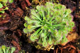 Premium Green Sundew Flower seeds for Planting Compact Growth, Heirloom & GMO Free Seeds for Home Garden seeds