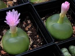 Green Conophytum Ratum Flower seeds for Planting Garden Favorite, Heirloom & GMO Free Seeds for Home Garden vegetable and garden seeds