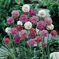 Mixed Joystick Flower seeds for Planting Low Maintenance, Heirloom & GMO Free Seeds for Home Garden seeds for planting