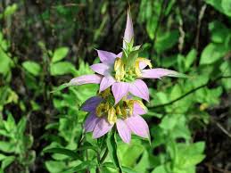 Fresh Purple Monarda Punctata Flower seeds for Planting Seasonal Bloomer, Heirloom & GMO Free Seeds for Home Garden planting seeds