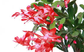 Red Schlumbergera Flower seeds for Planting Long Bloom Season, Heirloom & GMO Free Seeds for Home Garden vegetable and garden seeds