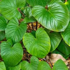 Green Homalomena Flower seeds for Planting Garden Favorite, Heirloom & GMO Free Seeds for Home Garden seeds for planting