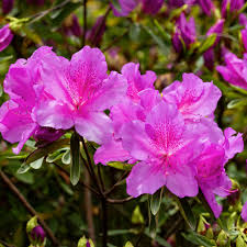 Pink Azalea Perennial Flower seeds for Planting Seasonal Bloomer, Heirloom & GMO Free Seeds for Home Garden seeds for planting