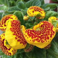 Yellow Calceolaria Crenatiflora Flower seeds for Planting Drought Tolerant, Heirloom & GMO Free Seeds for Home Garden vegetable and garden seeds