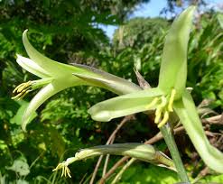 Premium Green Puya Mirabilis Flower seeds for Planting Hardy Variety, Heirloom & GMO Free Seeds for Home Garden seeds