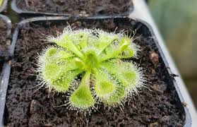 Green Sundew Flower seeds for Planting Compact Growth, Heirloom & GMO Free Seeds for Home Garden vegetable and garden seeds