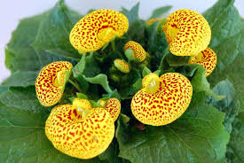 Premium Yellow Calceolaria Crenatiflora Flower seeds for Planting Drought Tolerant, Heirloom & GMO Free Seeds for Home Garden seeds