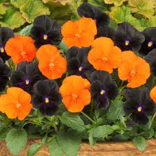 Orange Viola Sorbet Flower seeds for Planting Fragrant Blossoms, Heirloom & GMO Free Seeds for Home Garden vegetable and garden seeds