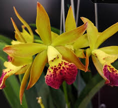High quality Yellow Cattleya Hybrida Flower seeds for Planting Shade Tolerant, Heirloom & GMO Free Seeds for Home Garden seeds pack